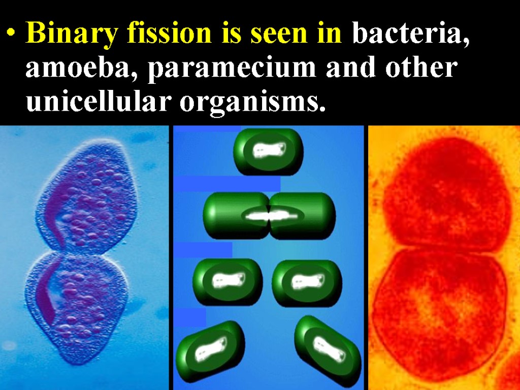 Binary fission is seen in bacteria, amoeba, paramecium and other unicellular organisms.